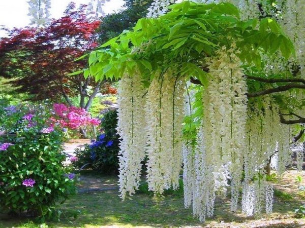 wisteria floribunda