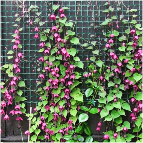 родохитон родос