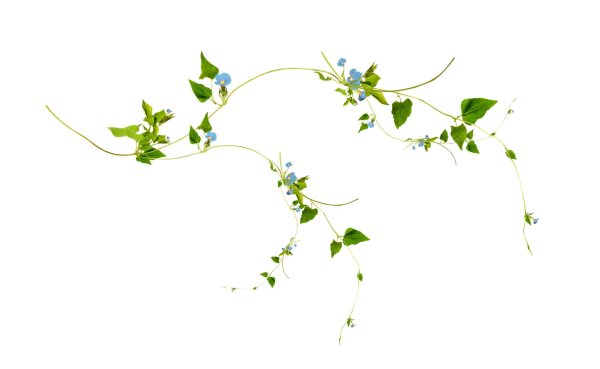 веточка на прозрачном фоне