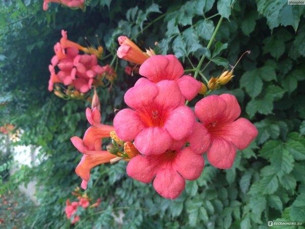 кампсис укореняющийся