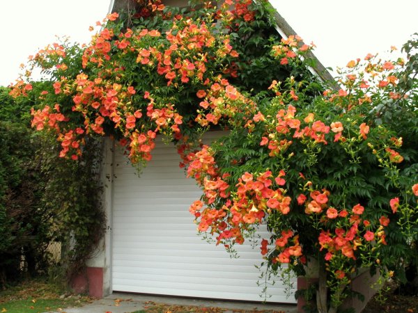 campsis grandiflora