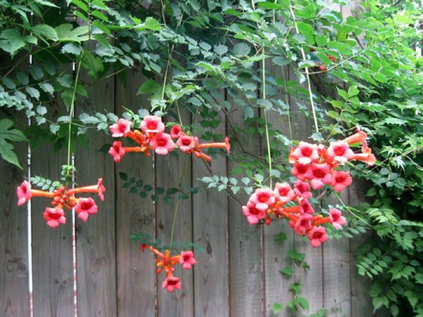 кампсис укореняющийся