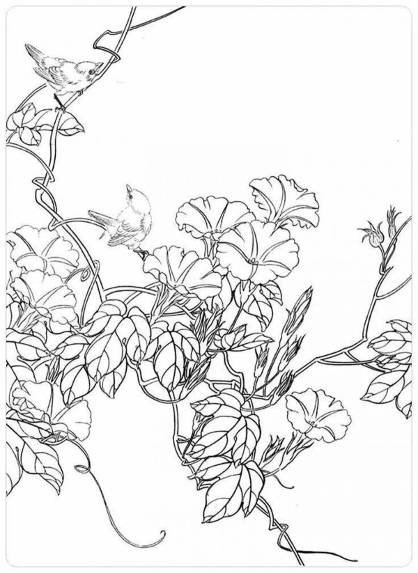 контурные рисунки цветов