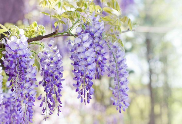 глициния wisteria sinensis