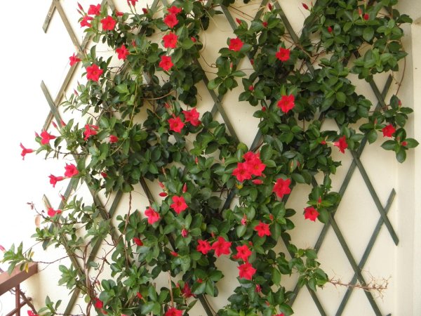 дипладения мандевилла