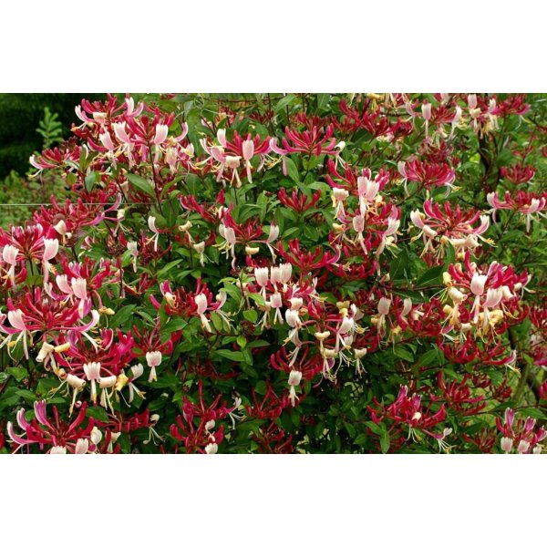 жимолость каприфоль