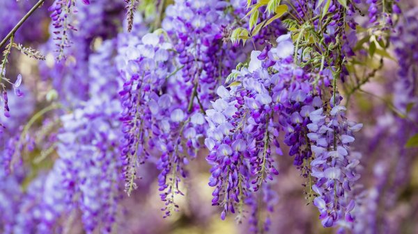 глициния wisteria sinensis