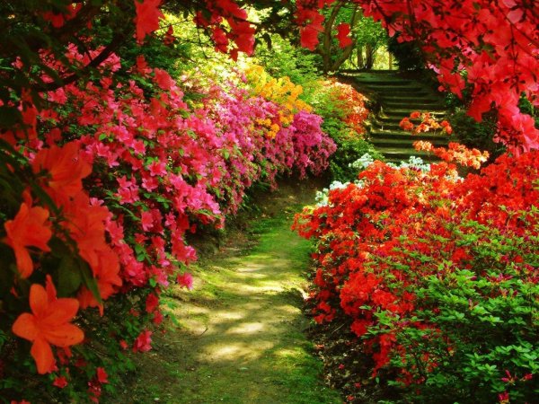 beautiful garden