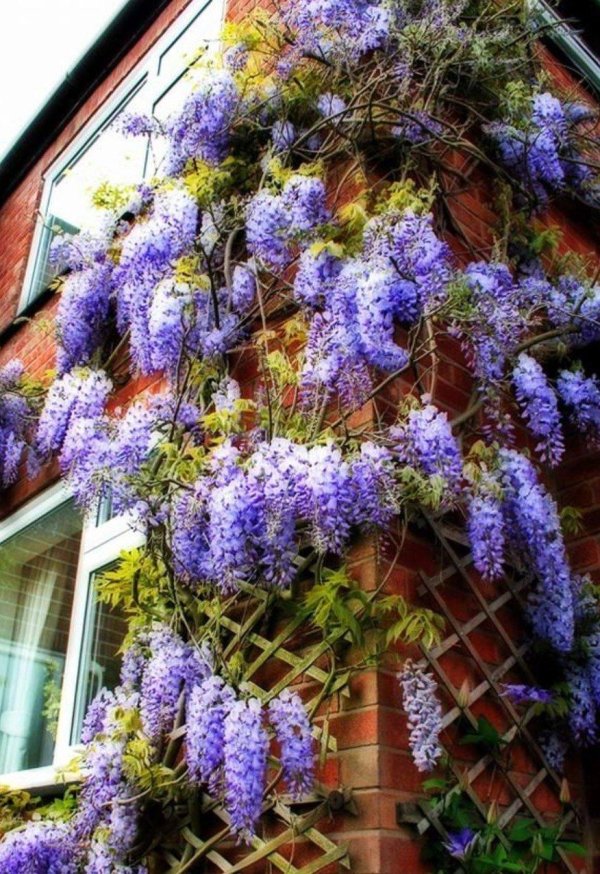 глициния вистерия синенсис