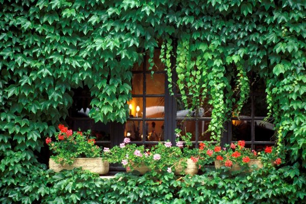 девичий виноград