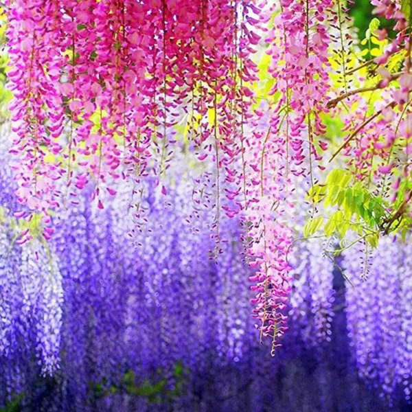 цветение глицинии