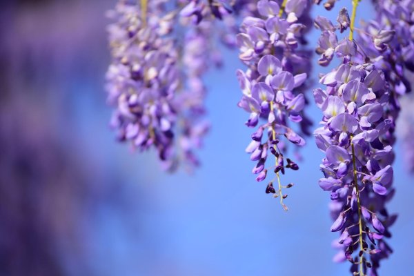 глициния сиреневая