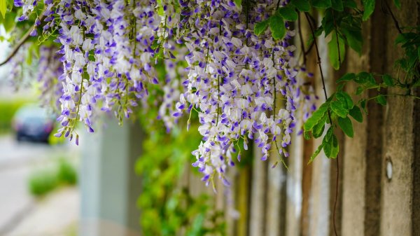 глициния wisteria sinensis