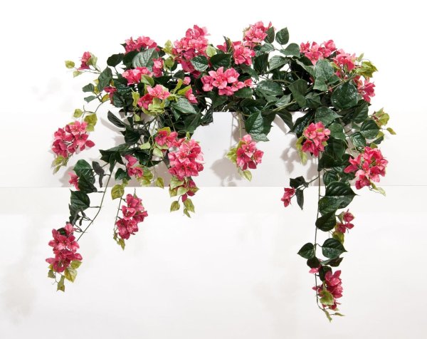 артикул bougainvillea fuchsia