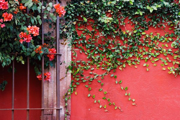 плетистые растения