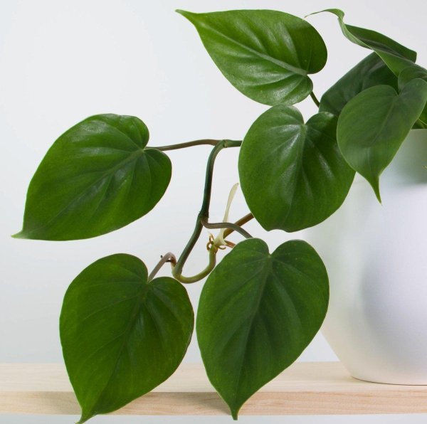 филодендрон лазящий