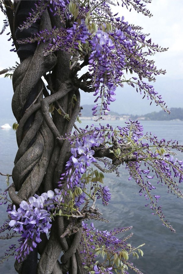 глициния дерево