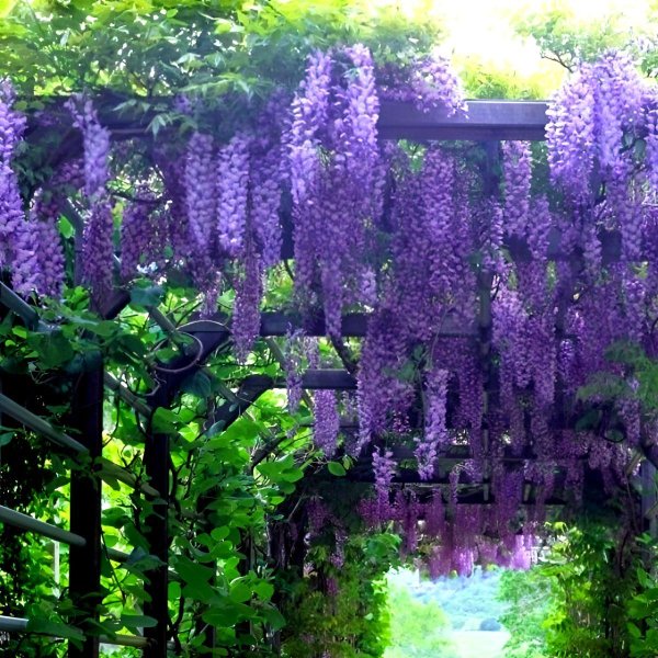 глициния wisteria sinensis