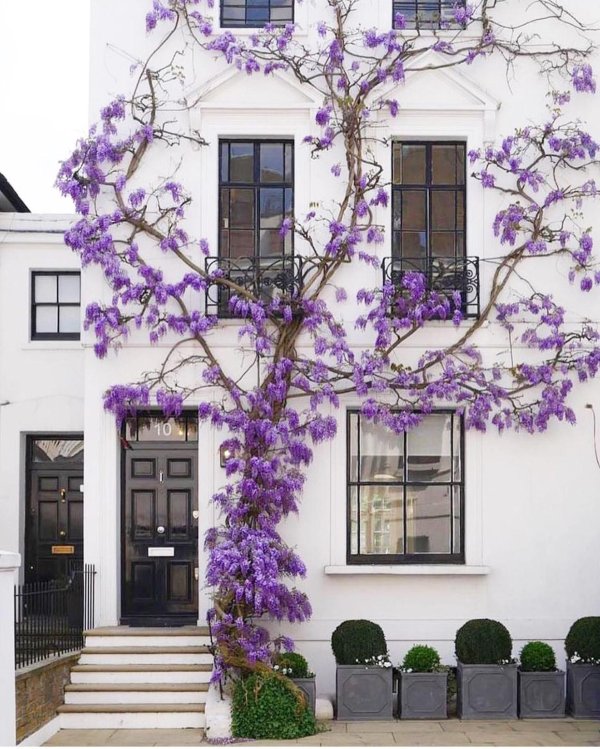 глициния ноттинг хилл