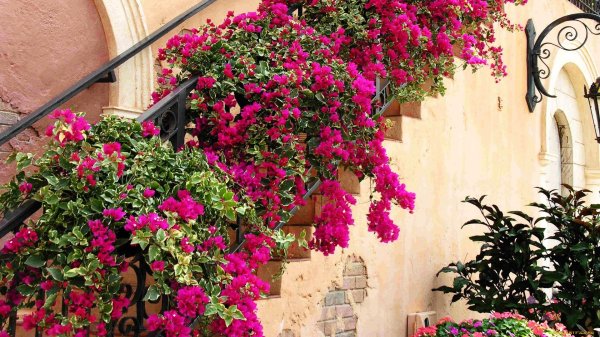 плетистые цветы