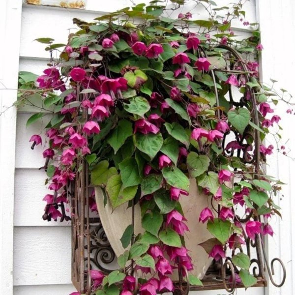 родохитон rhodos