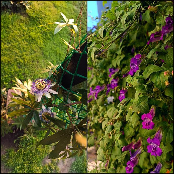 маракуйя пассифлора