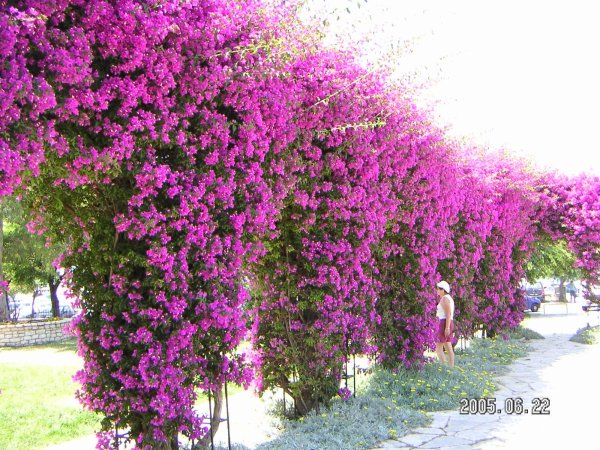 плетущиеся цветы для беседки многолетники