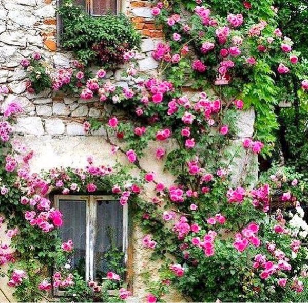 плетистые розы сады англии