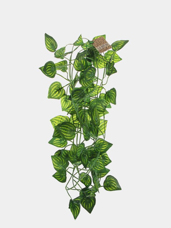 комнатное растение