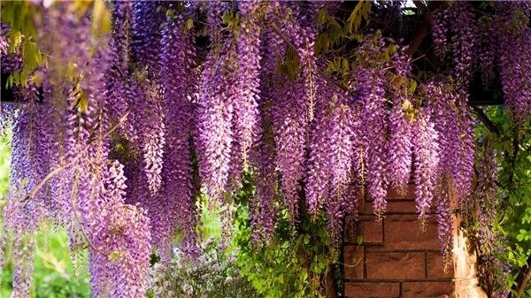 wisteria floribunda
