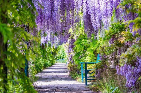 глициния вистерия каскад