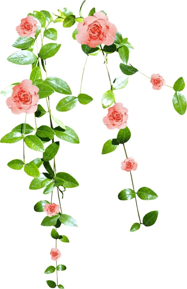 подвесные розы