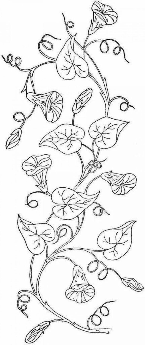 вьюнок рисунок