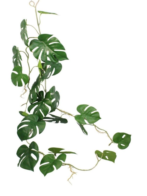 монстера рафидофора декурсива