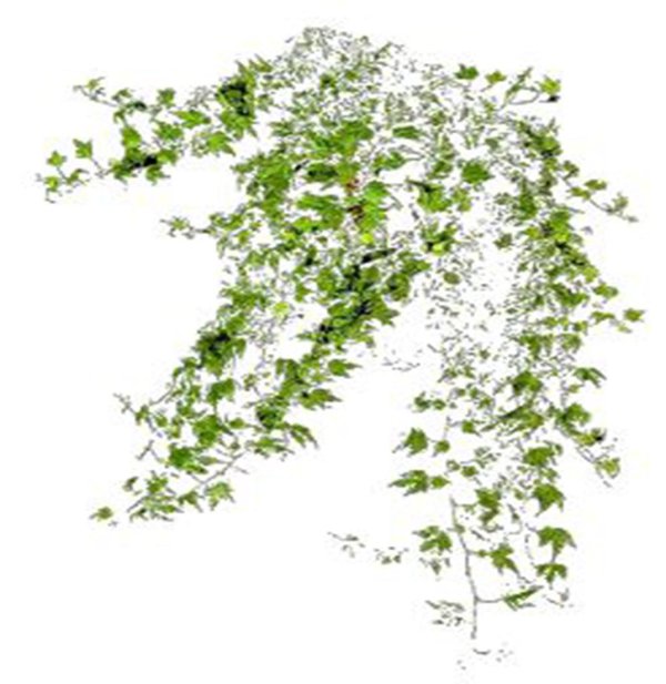 хедера хеликс