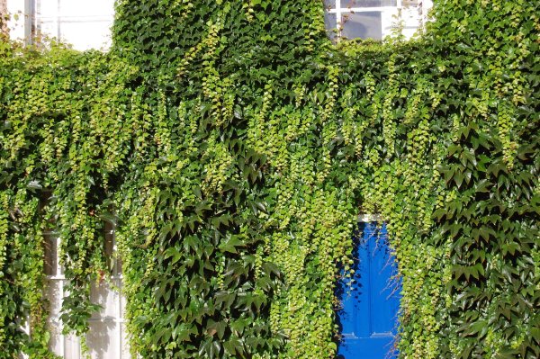 parthenocissus veitchii