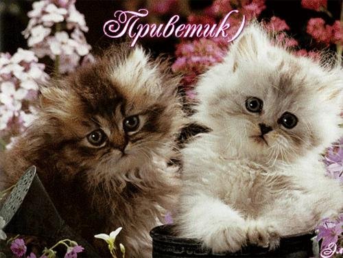 котенок красивый