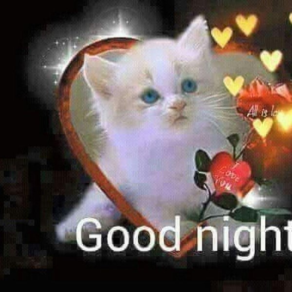 good night cat