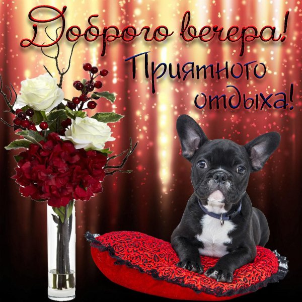 французский бульдог