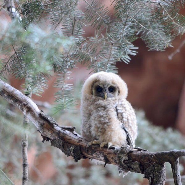 слеток длиннохвостой неясыти