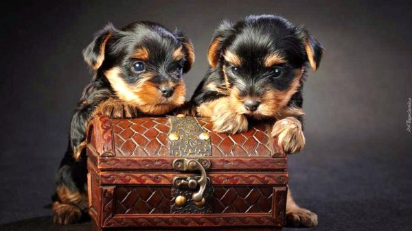 йоркширский терьер