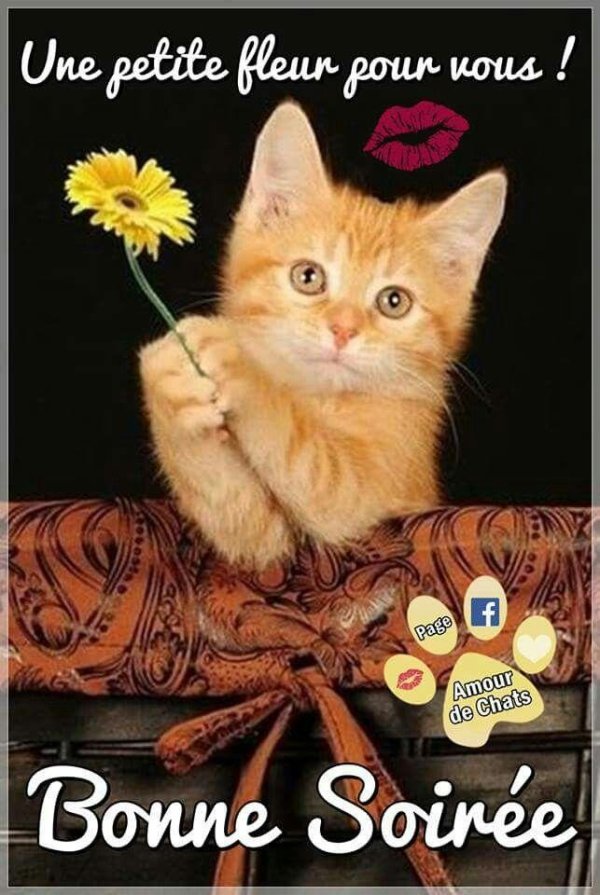 рыжий котенок в цветах