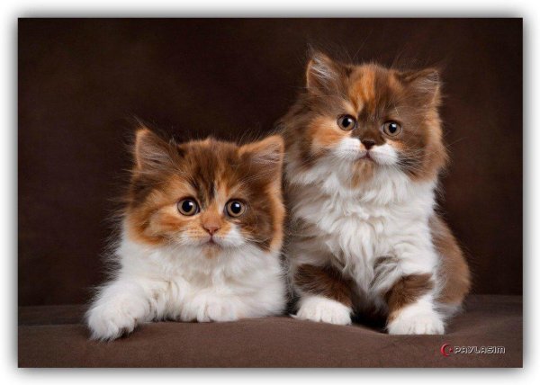 шотландская хайленд страйт