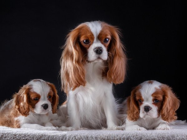 кинг чарльз спаниель