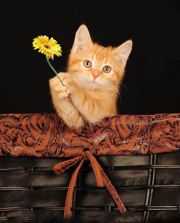 рыжий котенок в цветах