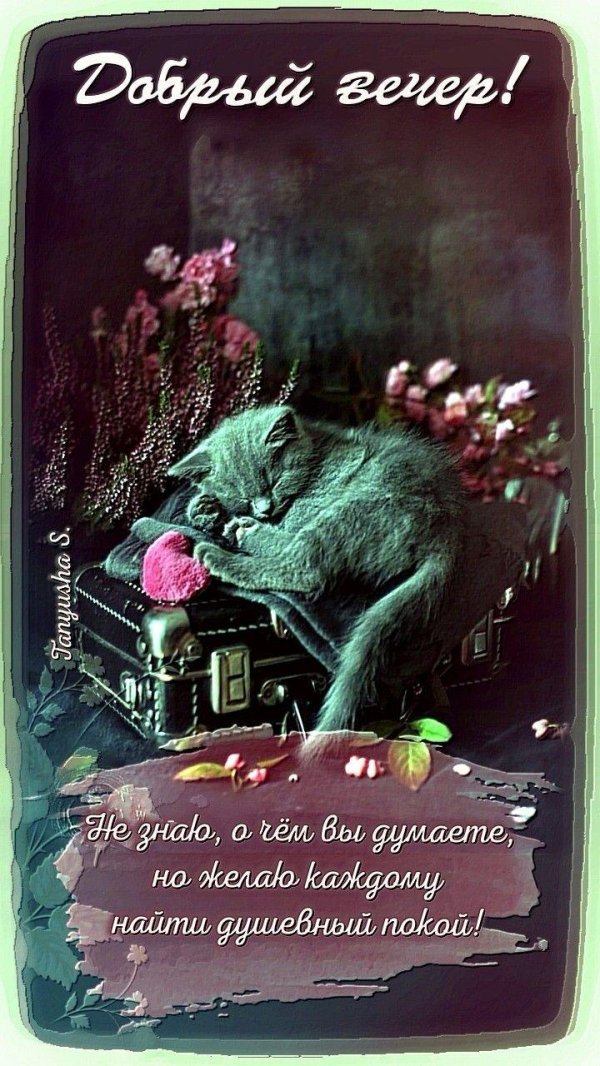 добр вечер