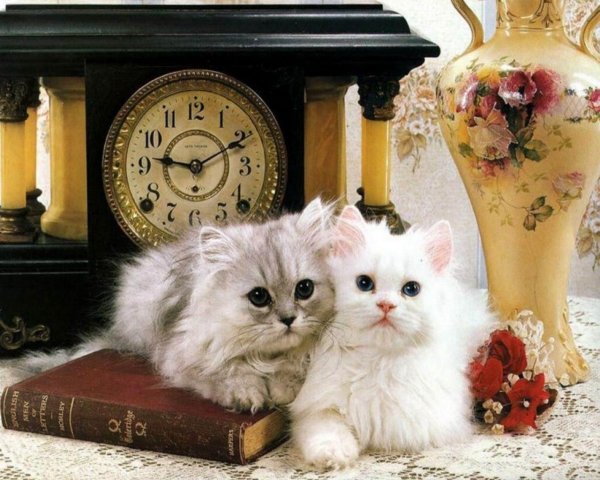 персидская длинношерстная шиншилла