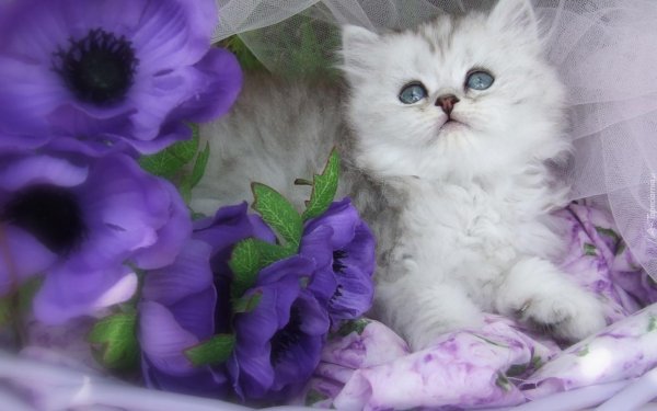 очаровательные котята