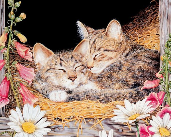 картины по номерам котята