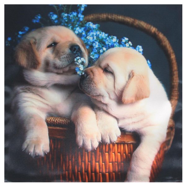 щенки лабрадор